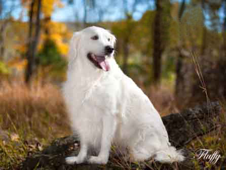 fluffy_sitting