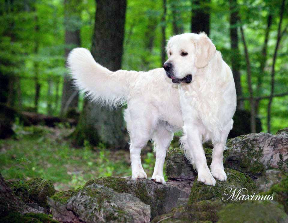 English White Golden Retrievers