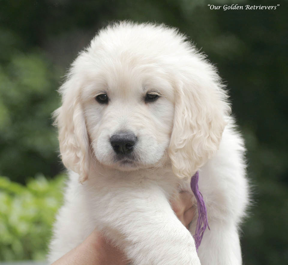 Labrador retriever puppies for sale in chennai