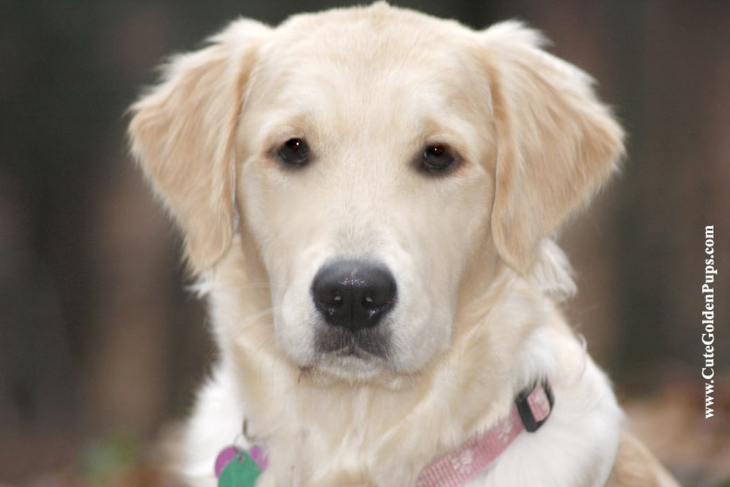 Golden Retriever Puppies for sale,English,white,Cream ...