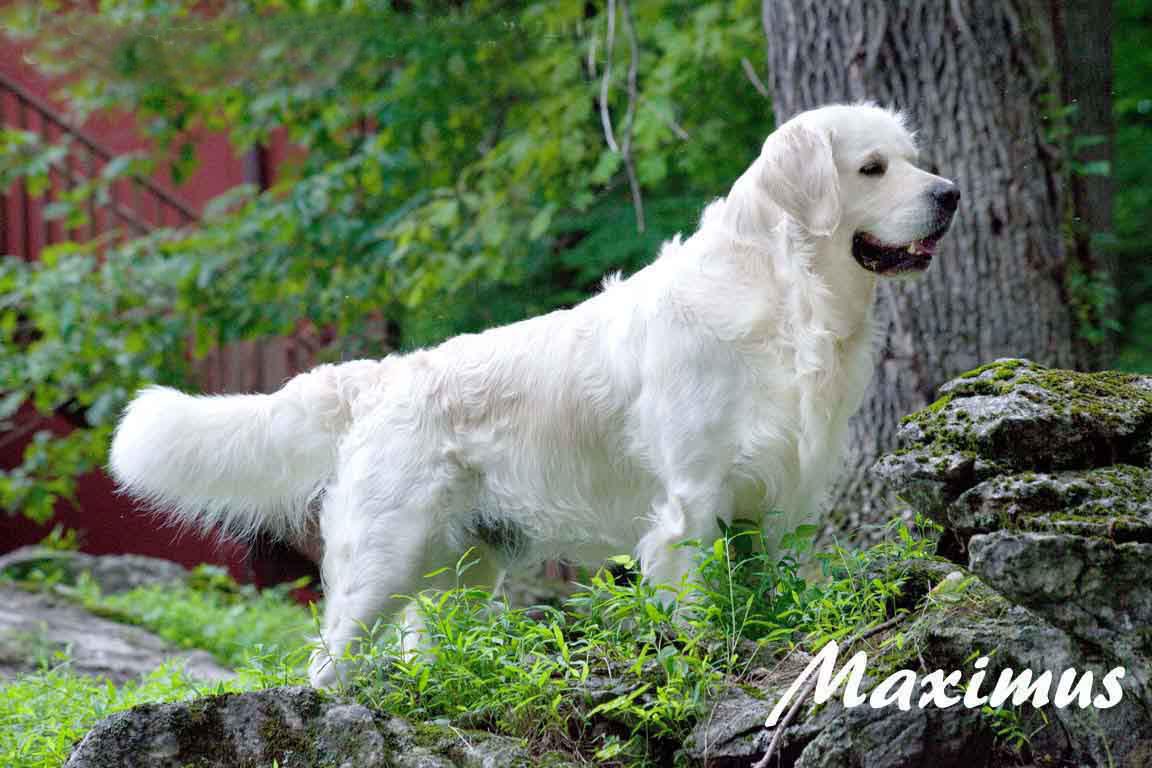 purebred english cream golden retriever