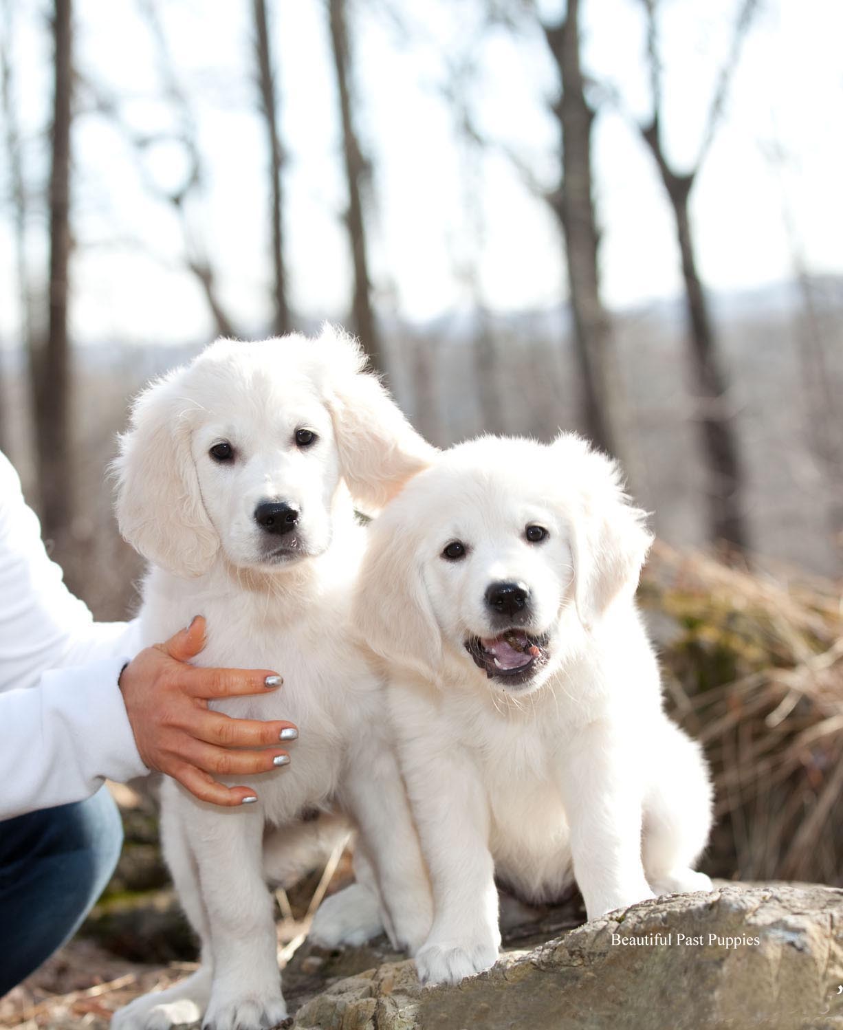 25 Top Pictures English Cream Retriever Puppies California / AKC English Cream Golden Retriever Puppies for Sale in ...