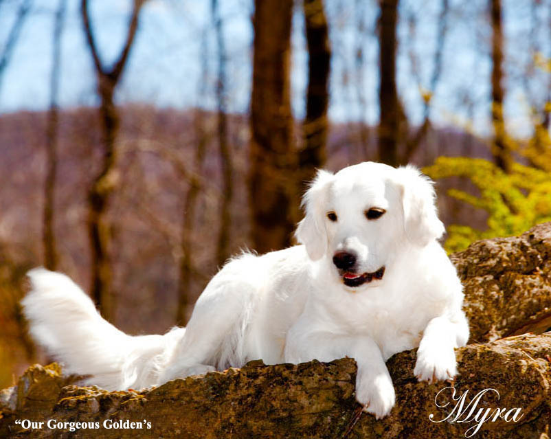 White Golden Retriever Pups,Holistic Breeder,AKC Certified