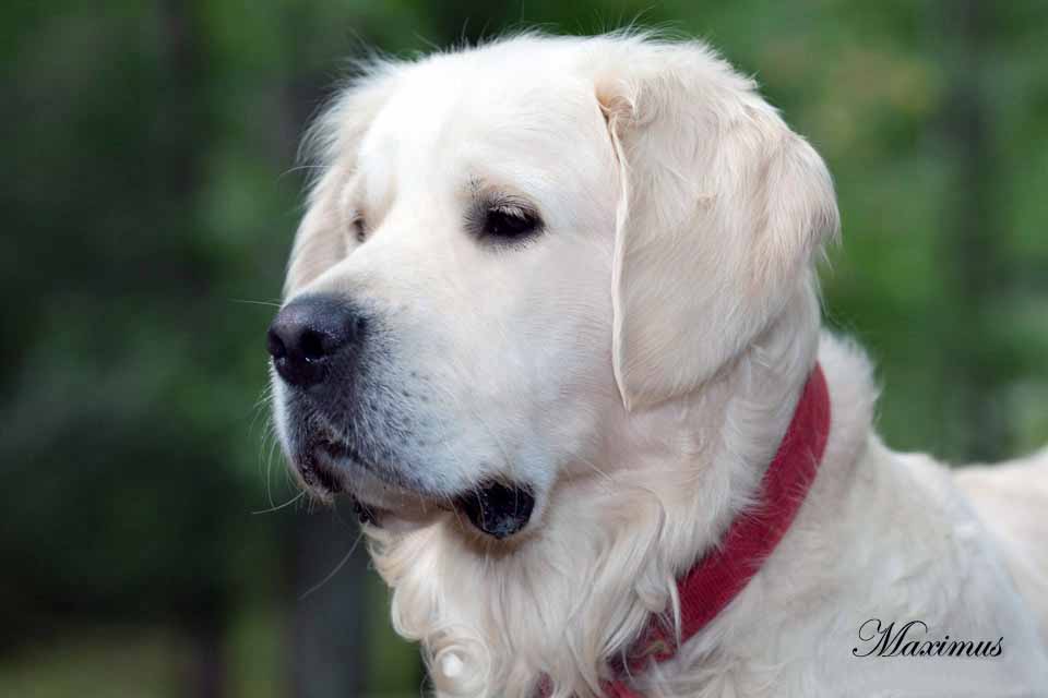 purebred english cream golden retriever