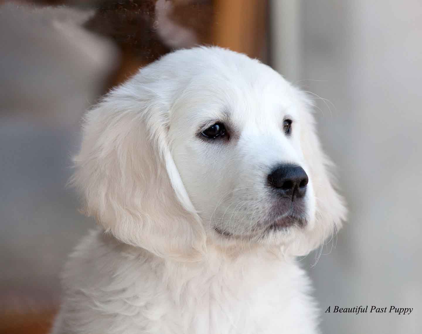 english cream goldens for sale near me