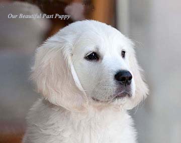 blonde retriever puppies for sale