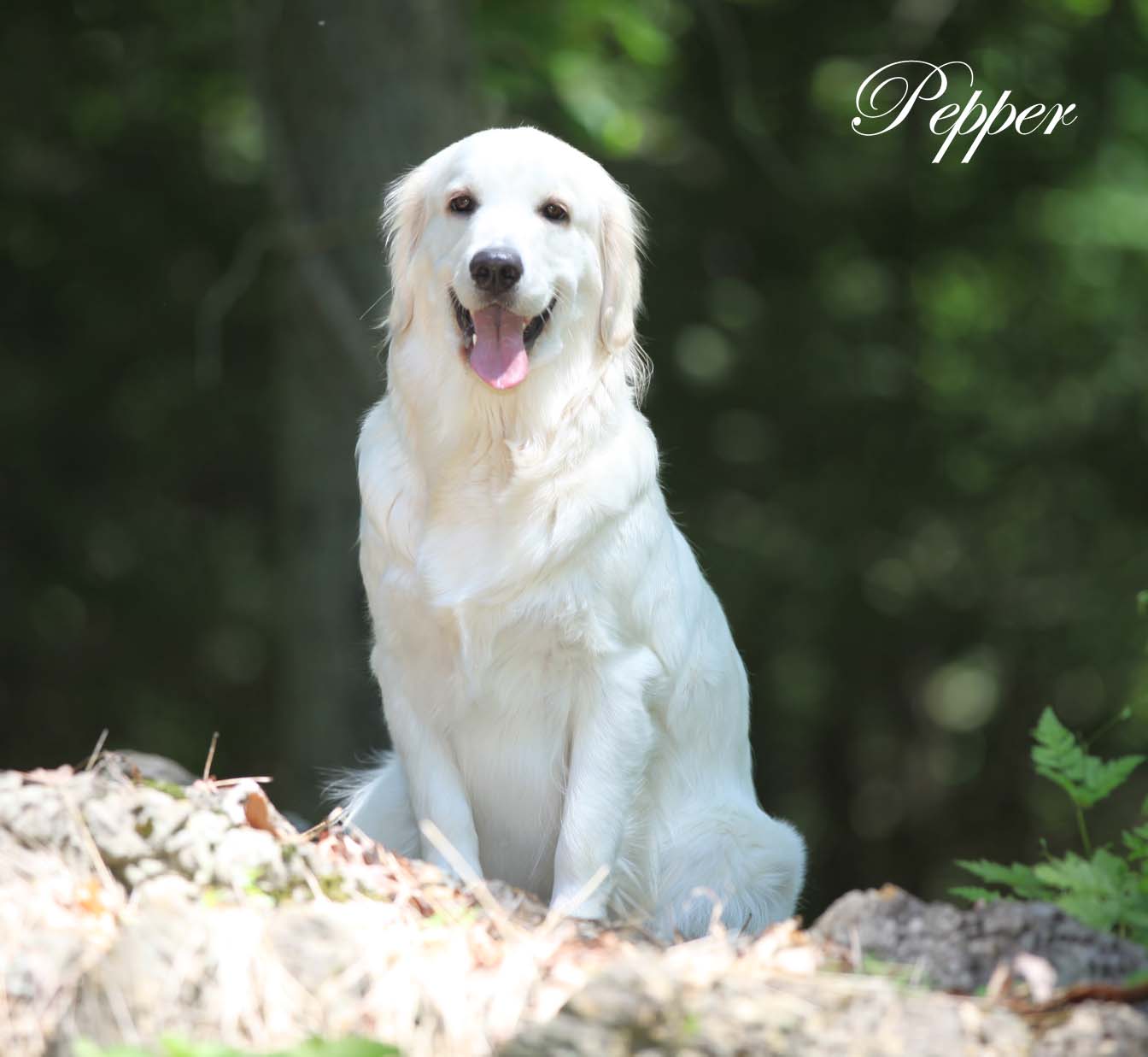 pepper_sitting