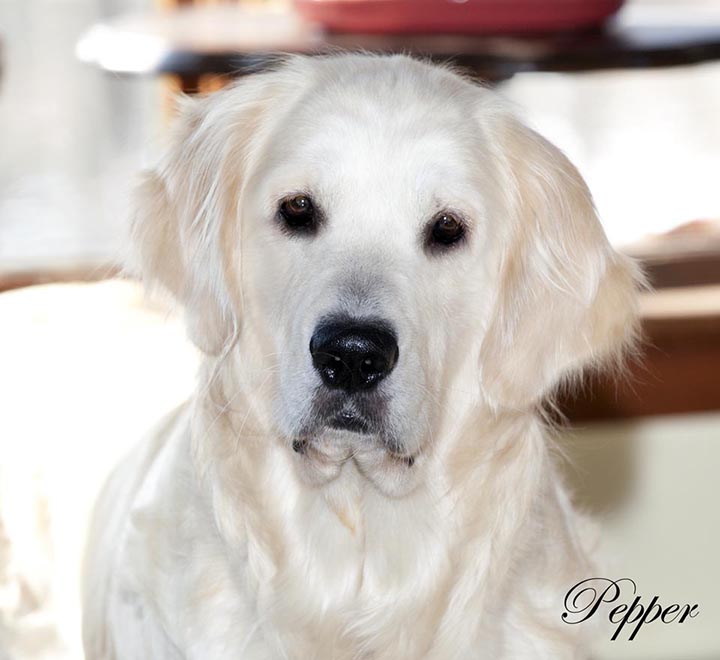 can golden retrievers have white on them