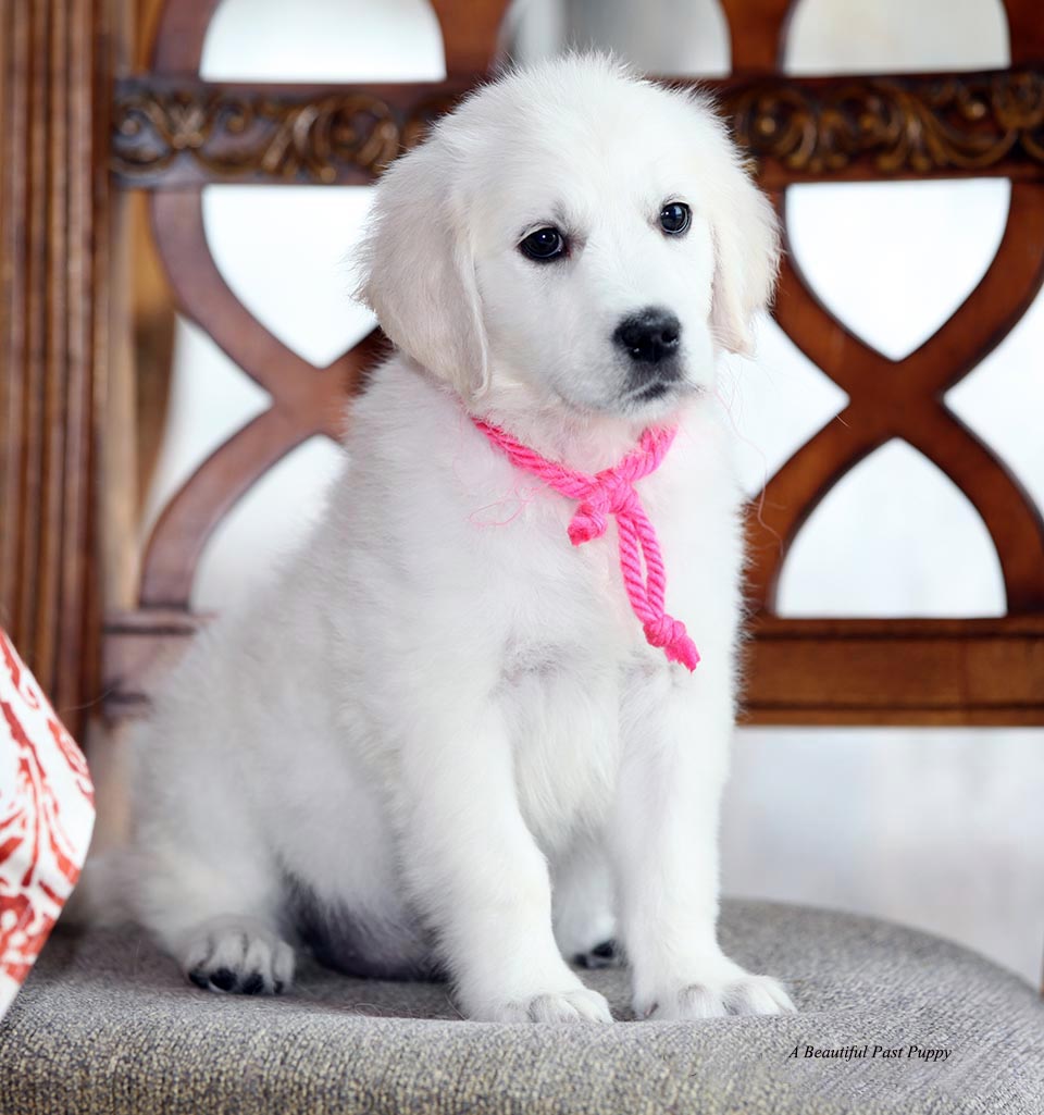 white golden retriever puppies price