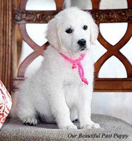 White Golden Retriever Puppies English Cream Akc Certified